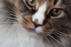 109666825_602262084019240_4851214058681814751_n