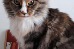 109704061_602262180685897_8682732274594047539_n