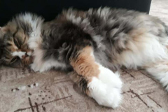 116315589_610412876537494_474401940866101293_n