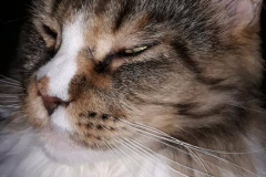 116365815_610310729881042_7627768484380364641_n