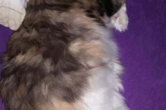 116370127_610310616547720_1596111266540498226_n