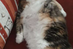 116388895_610310909881024_3219000782154267003_n