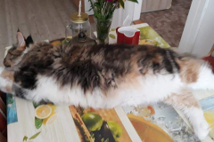 116407966_610310773214371_6853459232778063090_n