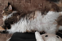 116427235_610412926537489_8902044289309822831_n