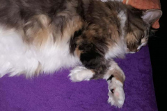 116427356_610310656547716_268674254911830821_n