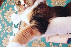 92616221_536590923919690_8336791285453029376_n