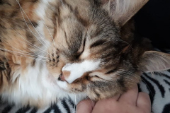 96375831_555455088699940_2236403034533920768_o