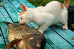 481619_495493080488240_1923983046_n