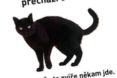 50438561_2717372194956033_895326421507899392_n